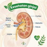 Kesehatan ginjal